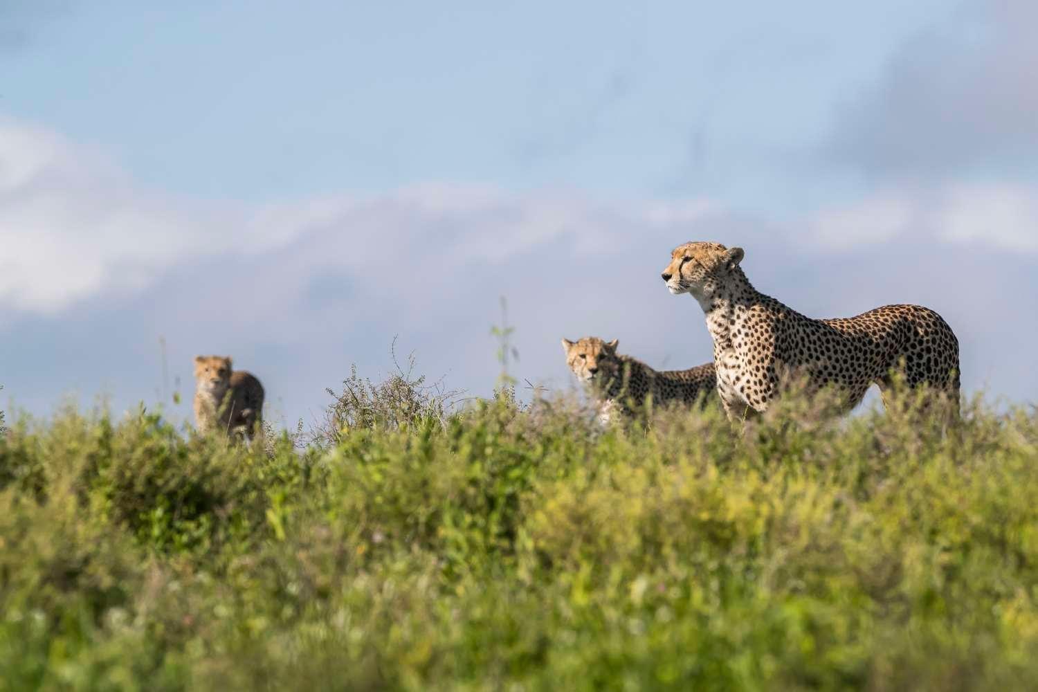 Cheetahs surveying savanna landscape